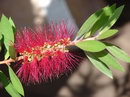 Callistemon Citrinus